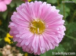 Aster Flowers