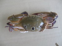 Sea Food/RiverFish/Crocodile Meat