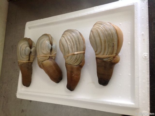 Live Geoduck