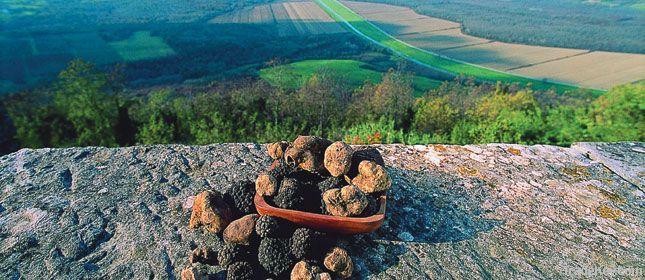 Fresh Istrian black truffles