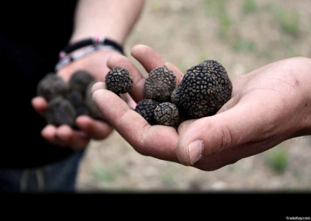 Fresh Istrian black truffles