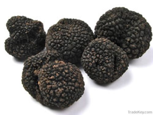 Fresh Istrian black truffles