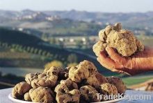 Fresh white truffles Tuber magnatum pico