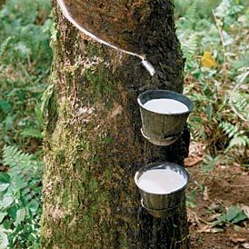 Rubber Trees Enhancer