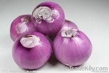 fresh onion