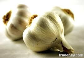 Garlic oil