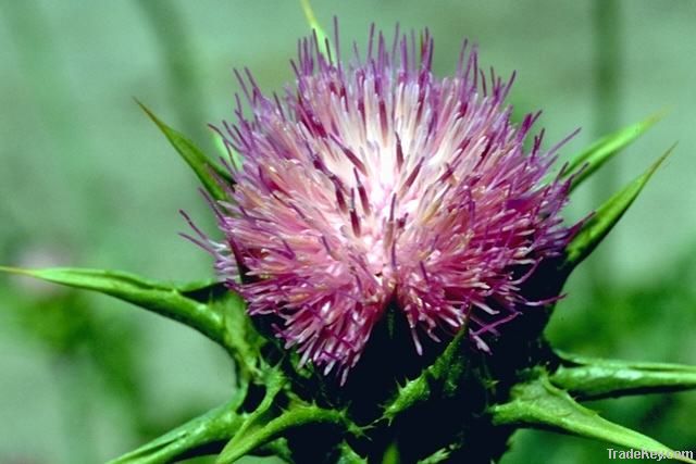 Oil thistle