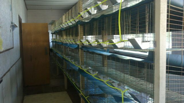 Commodity /Fattening Rabbit Cage