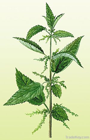 Nettle powder