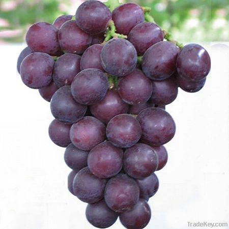 Grape Skin Extract, 5~30% Resveratrol