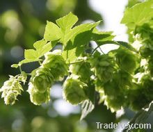 Hops Extract 10:1Xanthohumol