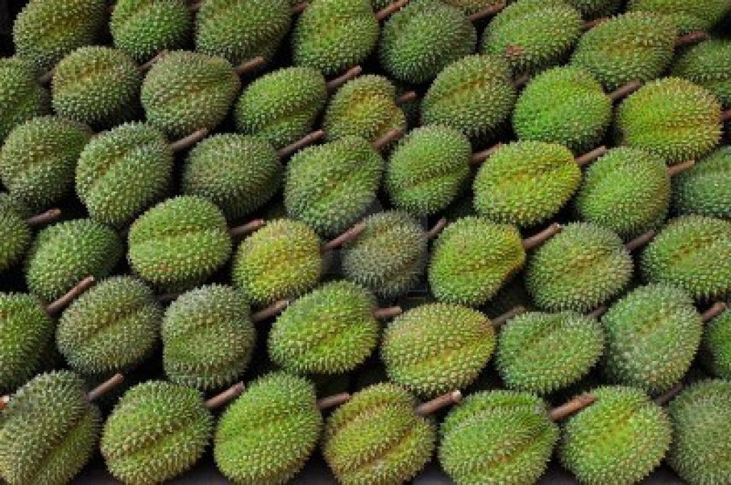 FROZEN DURIAN WHOLE/ PIECE/ WITH SEEDS/ WITHOUT SEEDS FROM VIETNAM