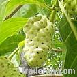 Freeze Dried Noni Powder