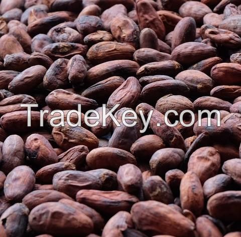 COCOA BEAN AT GOOD PRICE