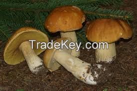 BOLETUS MUSHROOMS AT GOOD PRICE