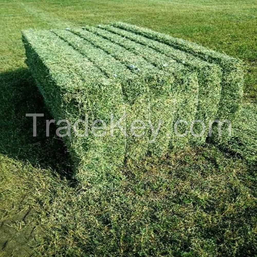 Alfafa Hay for Animal Feeding Stuff Alfalfa, hay/alfalfa hay pellets