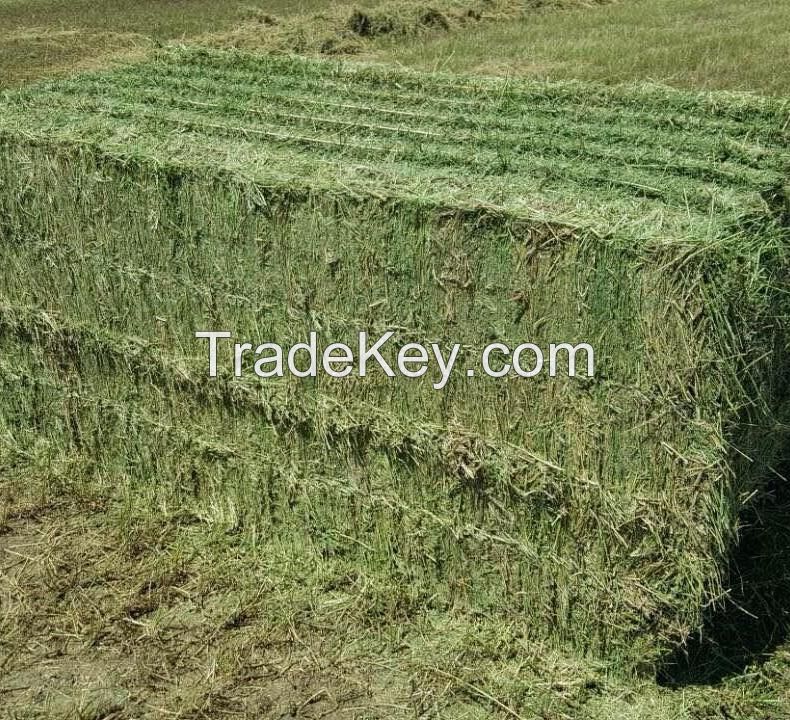 Alfafa Hay for Animal Feeding Stuff Alfalfa, hay/alfalfa hay pellets