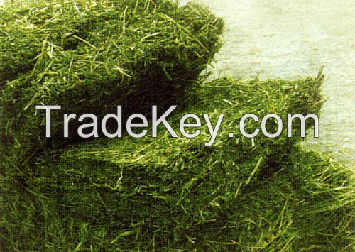 Alfalfa Hay Bales cheap price