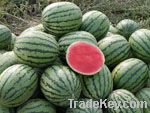 watermelons