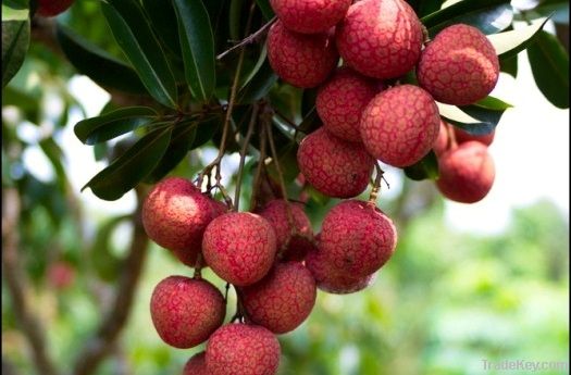 Fresh Lychee