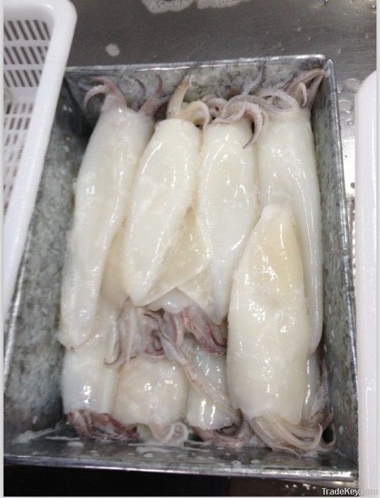 Frozen Squid