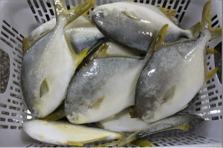 Frozen Golden Pompano