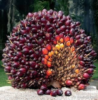 RBD Palm Kernel Oil