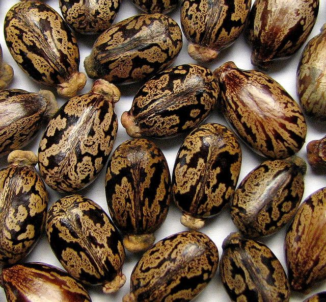 HighYield Castor Seeds For Sale