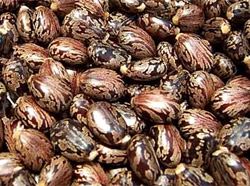 HighYield Castor Seeds For Sale