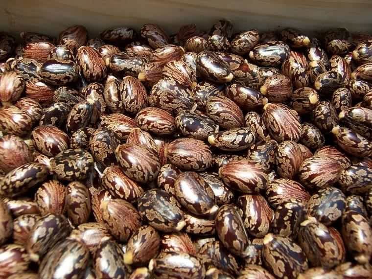 HighYield Castor Seeds For Sale