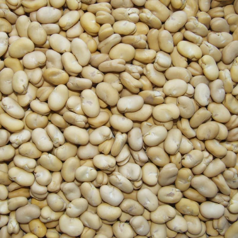 60-70pcs/100g Broad beans/fava beans