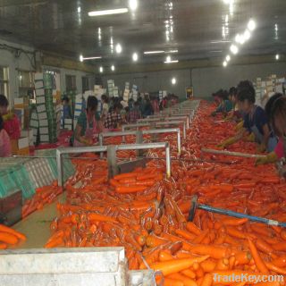 Chinse hebei new fresh carrot