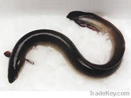 Eel Fish