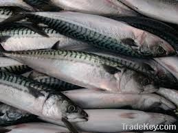 Fresh & Frozen Mackerel Fish