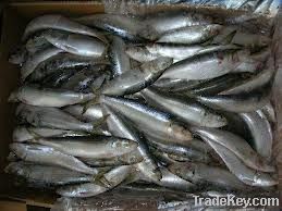 Frozen Sardine