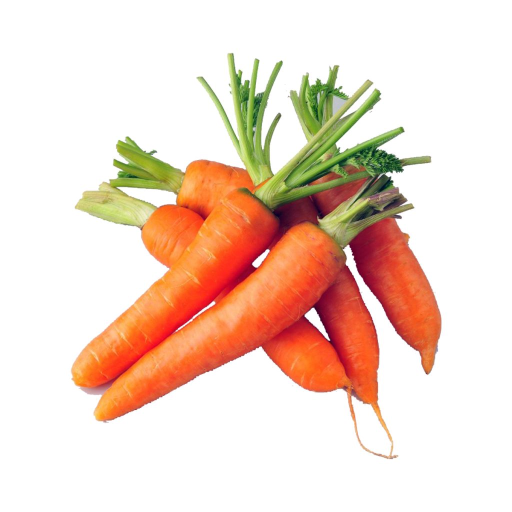 High quality fresh carrot accept custom planting