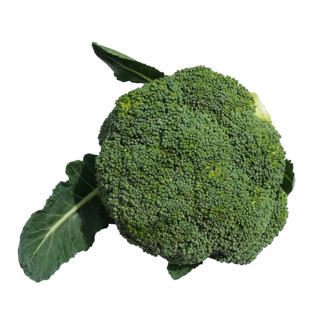High quality fresh broccoli accept custom planting
