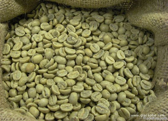 Coffee Beans: ROBUSTA AND ARABICA