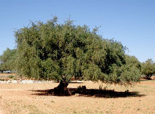 Organic Argan Oil