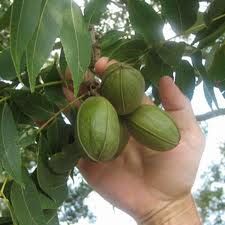 Pecan Nuts | Texas Wichita | Texas Native | 2013 Harvest