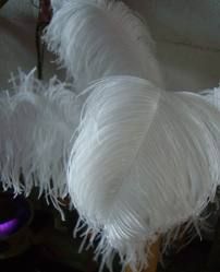 Ostrich Feather, Ostrich Eggs