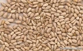 Almonds , Apricot Kernels , Betel Nuts, Brazil Nuts , Cashew Nuts, Chest