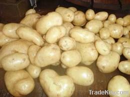 Fresh Potatoes