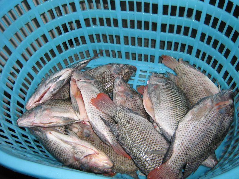 Frozen Tilapia WGS