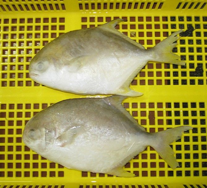 Frozen Golden Pomfret