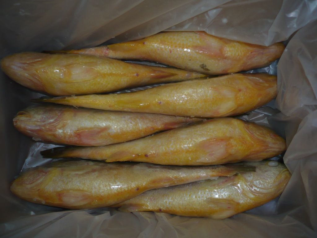 Frozen Yellow Croaker