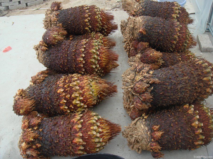 Cycas revoluta seeds