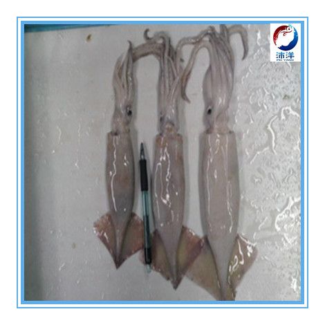 Frozen Loligo Squid