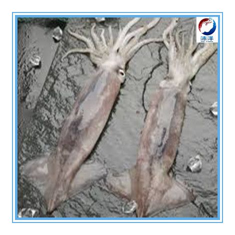 Frozen Loligo Squid