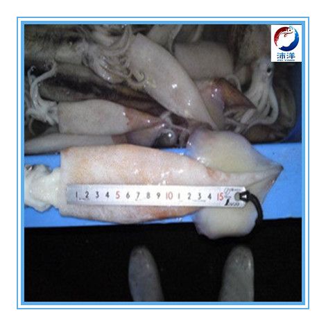 Frozen Loligo Squid